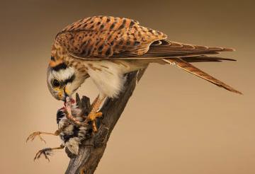 Project Hypothesis Kestrels can reduce fruit-eating
