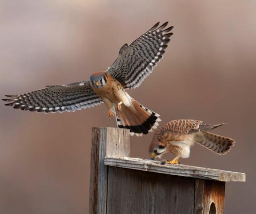 Project Hypothesis Kestrels can reduce