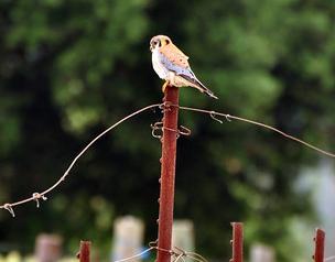 birds that identify kestrel presence as sign