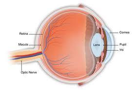 Both diseases damage the eyes photoreceptors, the cells at the back of the retina that perceive light patterns and pass them on to the brain in the form of nerve impulses, where the impulse patterns