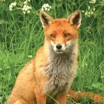 Fox Throughout winter, during mating season, the vixen s blood-curdling
