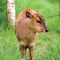 Seen Muntjac deer The UK s smallest and most secretive deer, muntjac are
