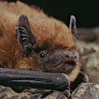 Seen Pipistrelle bat The smallest and most common bat in the UK, a single