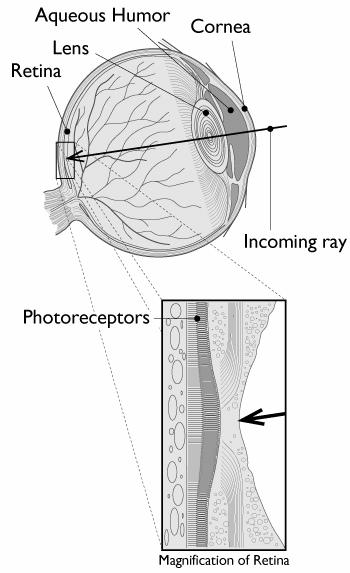 The eye as a measurement device We can model the low-level behavior of the eye by thinking of it as a light-measuring machine its optics are much like a camera its detection