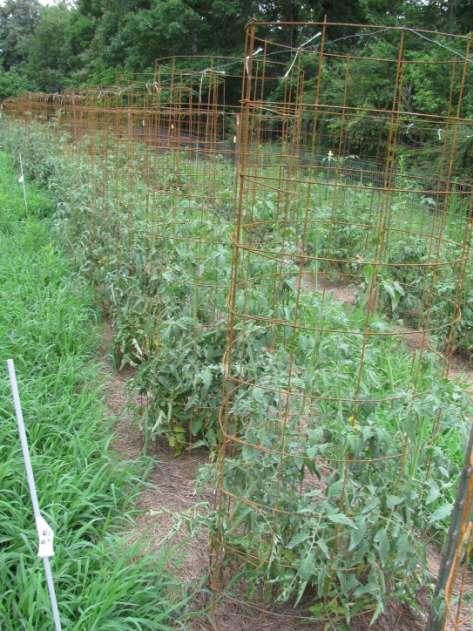 Durable Tomato Cages # 6 concrete reinforcing wire 2 feet diameter 5 feet tall Staple at