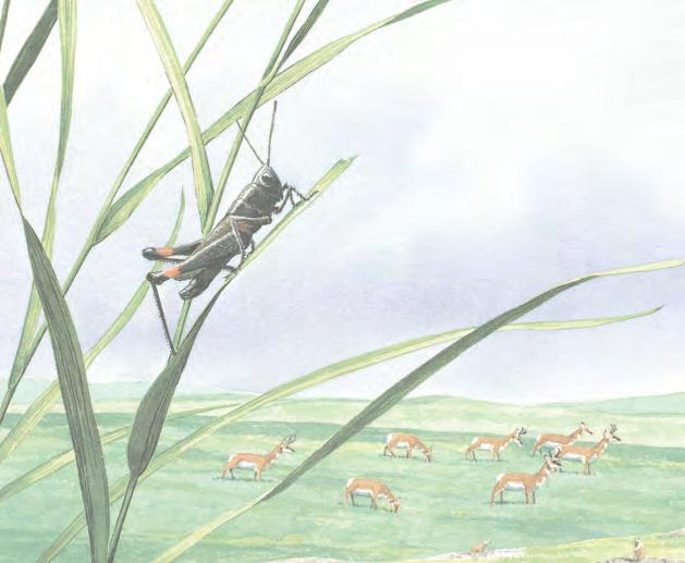 95 Sill / Sill : GRASSLANDS is a thoughtful yet entertaining first glimpse into the world of nature for young children.