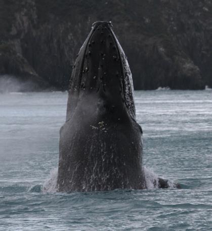 Compiled by Nadine Bott Project Leader, Cook Strait Whale Survey Department of Conservation