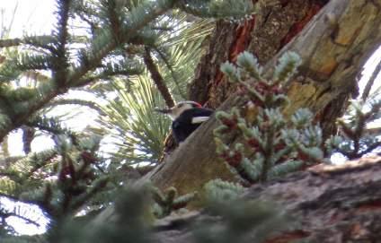 Shortly after we left the trailhead we located the first of our target species, White- Headed Woodpecker. This bird was quite elusive, foraging high in the pine trees and moving rapidly between them.