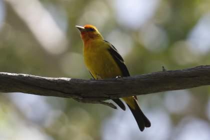 We carried on along the trail, and almost immediately located a yellow flycatcher with a distinctive oval eye-ring that 'bulged' towards rear of eye, an obvious crest at rear of its crown, and a