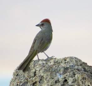 Violet-green Swallow and Green-tailed Towhee, South Tufa, July 2016 As the sun dropped below the Sierras we left South Tufa for a nearby rise that provided an ecellent vantage point to look for