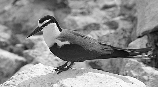 Figure 3. Bridled Tern on Morros El Potosí. Brown Noddy. This species had not been confirmed nesting on El Potosí, although Howell and Engel (1993) suspected it to do so.