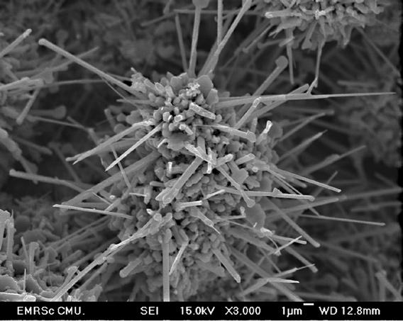 The surface morphology was characterized by using Field Emission Scanning Electron Microscope (FE- SEM).