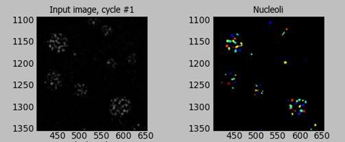 Bring the module display window for the IdentifyPrimaryObjects module to the front. Again, zoom in on the image in order to see the quality of the nucleoli identification.
