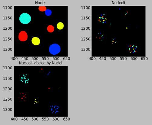 Right panel: The detected nucleoli found within the same section of the image, color coded for display. Finally, bring the module display window for the RelateObjects module to the front.