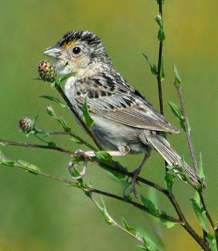 Grasshopper Sparrow Upland