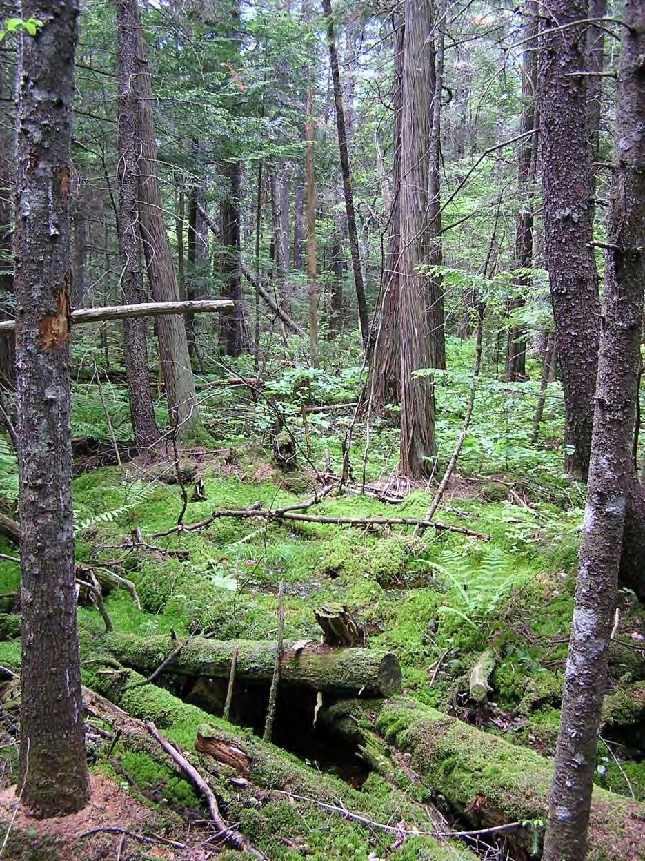 Exemplary Natural Communities Atlantic White cedar swamp Black Spruce Poor Fen