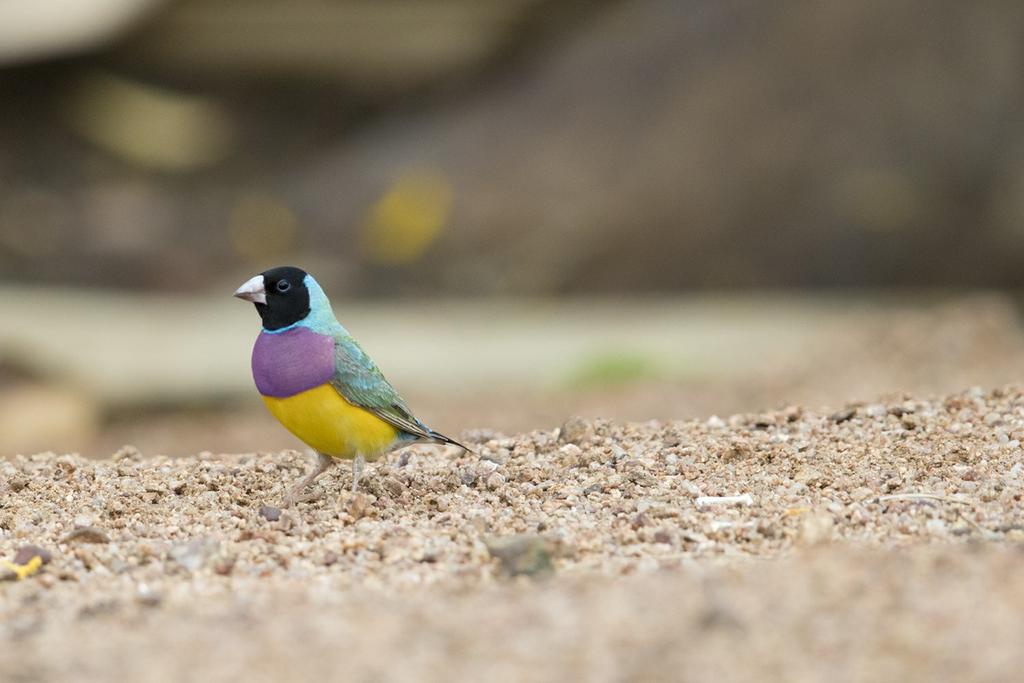 A Tropical Birding CUSTOM tour AUSTRALIA S TOP END: Photo Tour 14 th 20 th August 2016 INTRODUCTION The amazing Gouldian Finch is one of the Top End s most highly prized birds (Laurie Ross) Tour