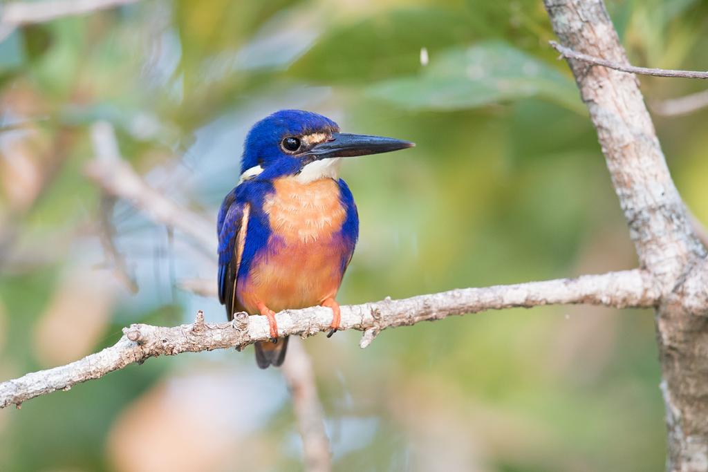 The Yellow Waters Cruise in Kakadu was great for photogra[hing an array of waterbirds, like this Azure Kingfisher (Laurie Ross) DAY SEVEN (20 th August): KAKADU NATIONAL PARK We enjoyed our second