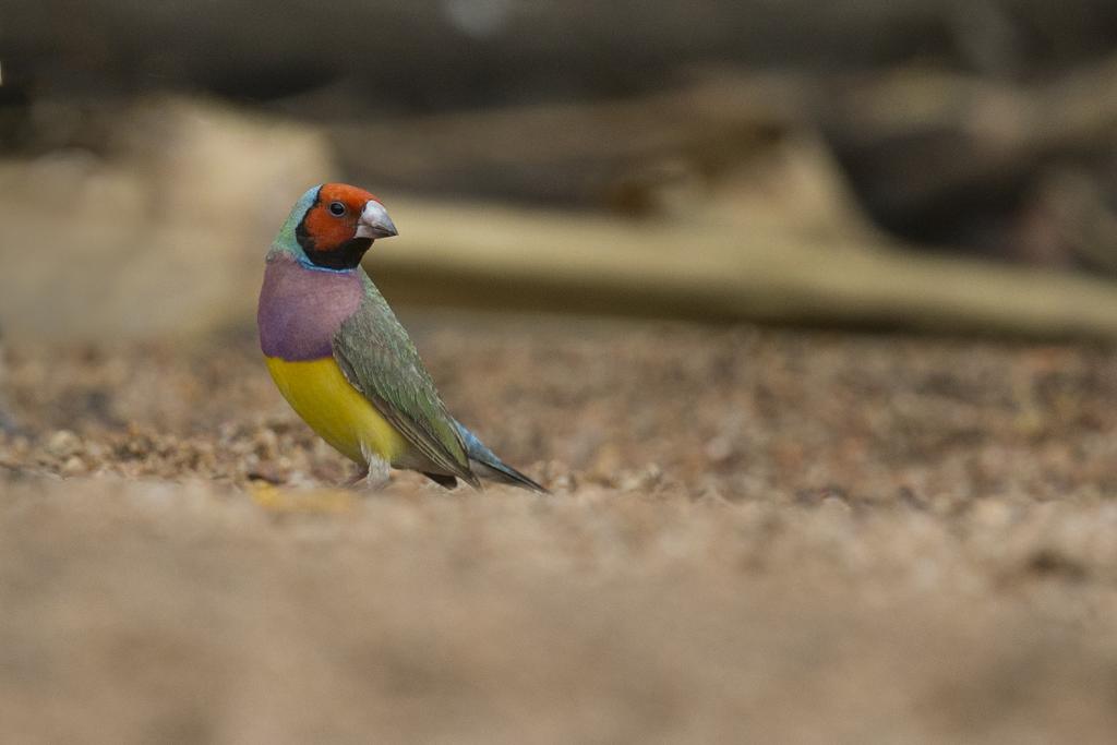 Red-headed and black-headed Gouldian Finches were