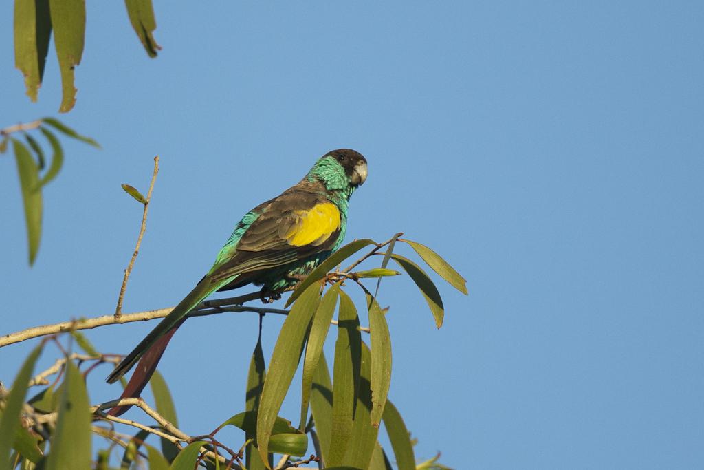 around us, and then, finally, patience paid off, when we had 50+ HOODED PARROTS in the area too. Some of the parrot horde also dropped down beside us providing great photo opps.