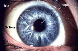 The human Eye Iris This is a circular ring of muscle that