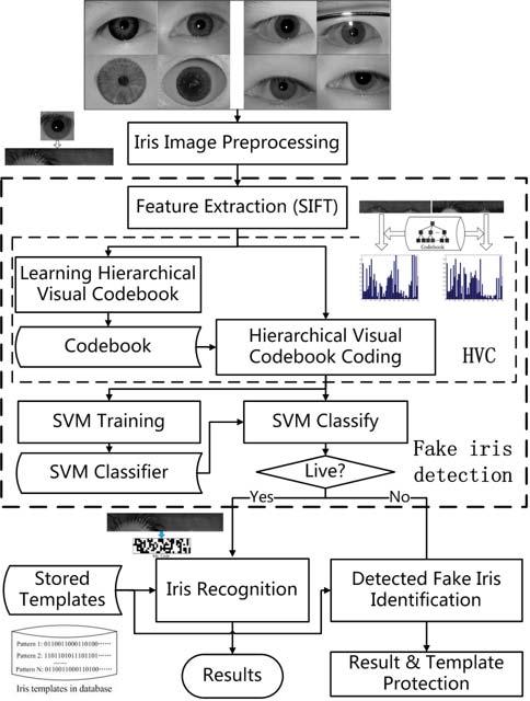 to represent iris images for liveness detection. Texton has been used for fake iris detection task and shows promising results [15]. In general, Texton and code are thought to share the same concept.