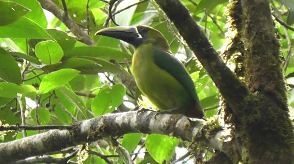 Blue-throated Toucanet and White-tipped Sicklebill Streak-chested Antpitta Monday 9 th December A full day in the Pacific lowlands today meant about a 90 minute drive from El Valle to our first
