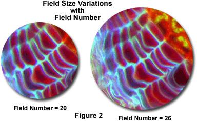 Field number Field of view diameter The diameter of the visible region is (Ø mm) N P = M q Obj N = The field number of the ocular, e.g., 10/20 (magnification/n) M obj = Magnification of the objective, e.