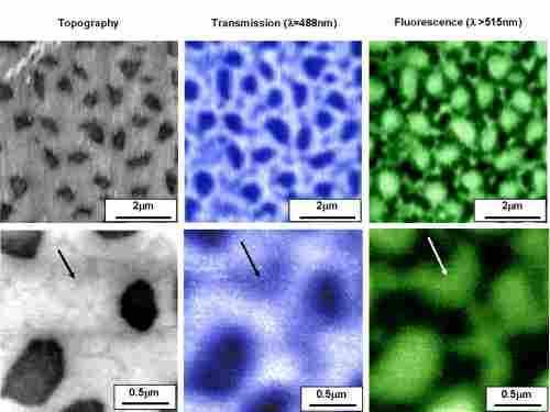 Fluorescence microscopy Topology: shear force; transmission, fluorescence: SNOM.