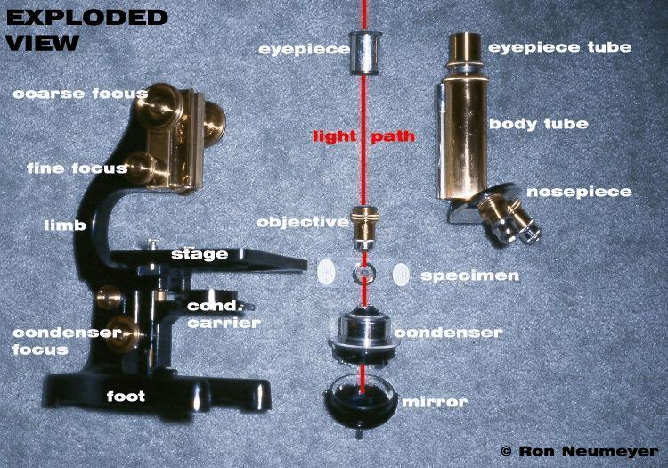Parts of a microscope http://www.microscopy-uk.org.