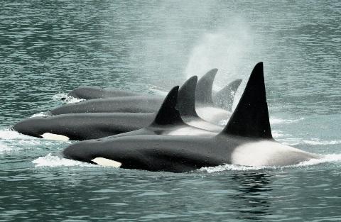 Pelagic Ecosystem: Killer Whales Matkin & Olsen