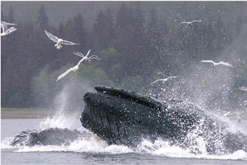 Pelagic Ecosystem: PWS Humpback whales Moran &