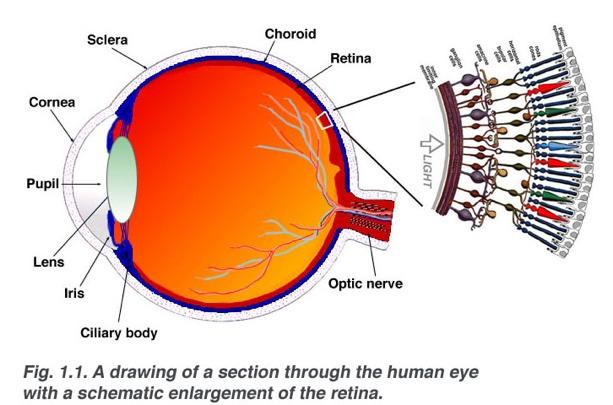 Retina Simple Anatomy of