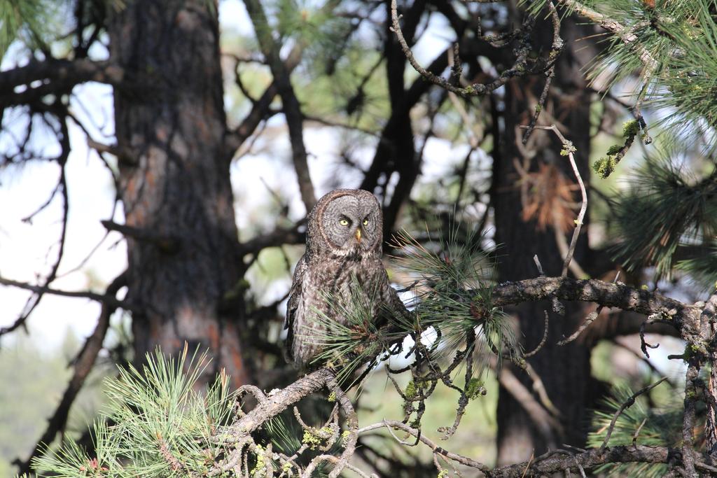 Friday, May 18th Field Trips Birds and Botany of the Ponderosa Pine Forest #1 Friday, May 18th, 2018, 6:30 AM 12:30 PM; $30 per participant Led by naturalists, Mike and Susan Daugherty, and Kent Coe,