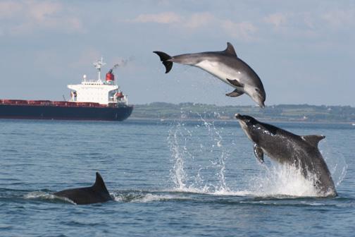 Developing Sustainable Dolphin-watching in the Shannon Estuary, Ireland A