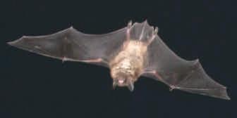 Denman Hornby Bat