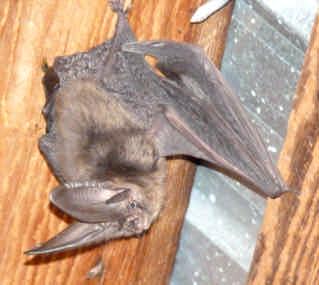 Denman s Townsend s big-eared bats. 4.