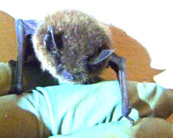 Table of Contents BAT PROJECT ACTIVITIES 2017-2018 3 1 INITIATION OF THE DENMAN HORNBY BAT PROJECT 3 2 BAT OUTREACH 3 2.1 PRESENTATIONS 3 2.2 ARTICLES 4 2.3 WEBSITE INFORMATION 4 2.