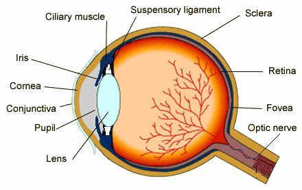 The Eye Image formation Light converges on the retina Path of rays is changed by the eye by refraction (carried out by cornea and lens) Ciliary muscles change the shape of the lens to keep image