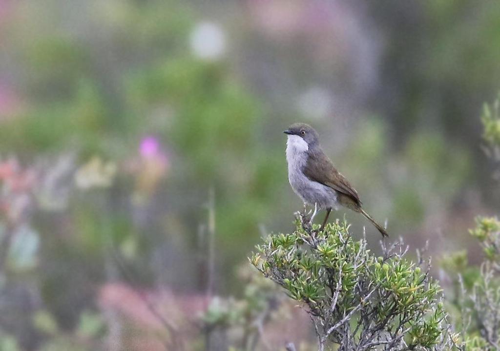 After lunch in town, we re-eneterd the park and drove the lower loop road to find Common Ostrich, Rufous-eared Warbler, Bokmakierie, Familiar Chat and also a fly by of Namaqua Sandgrouse.