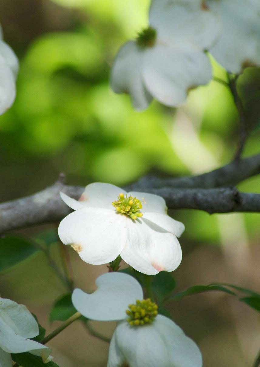 Photo: Betsy Woodward Flowering Dogwood An uncommon tree in North Central Texas, the Flowering Dogwood provides interconnections throughout the ecosystem with a strong and dense wood that is favored