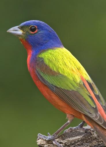 Photo: Sean Fitzgerald Painted Bunting A Native American story tells of when the Great Spirit was giving color to all the birds, the Painted Bunting was the last to receive its color, and so was