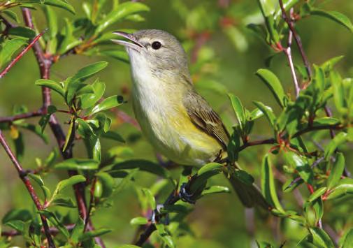 NATIVE SHRUBS ARE CRITICAL COMPONENTS OF HABITAT FOR A KALEIDOSCOPE OF SONGBIRDS AND UPLAND