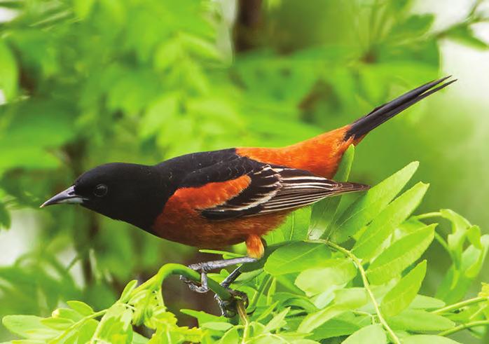 Orchard Oriole David Rintoul Northern Cardinals John Bosnak Bewick s Wren David Rintoul Hope is the thing with feathers That perches in the soul And sings the tune without the words And never stops