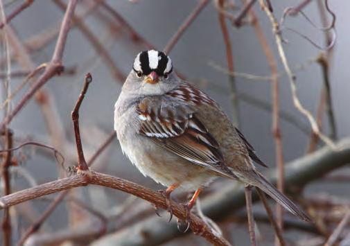 Our native birds are not closely related to House Sparrows.