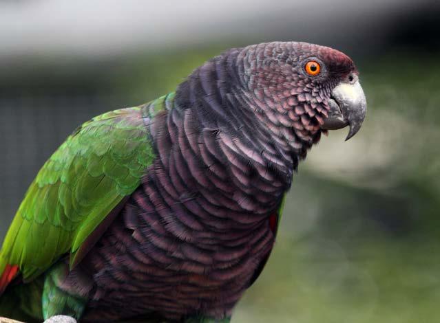 Lear s Macaw -