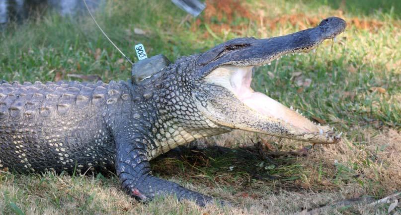 Gators captured and fitted with numbered tags 12 fitted with VHF transmitters during Fall 2016 Monitor behavior,