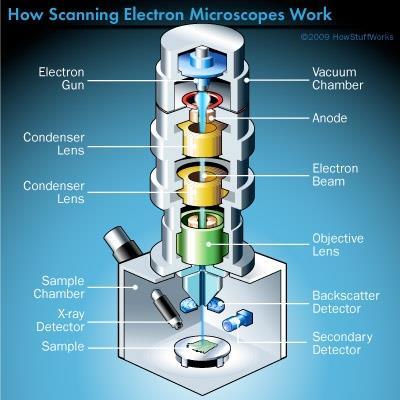 Components of a scanning electron microscope Scan coils 1. Electron propagation is only possible through vacuum! 2. Need a good vacuum system to reduce contamination!