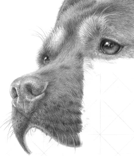 Squirkling works best for shading a dog s nose! Tip!