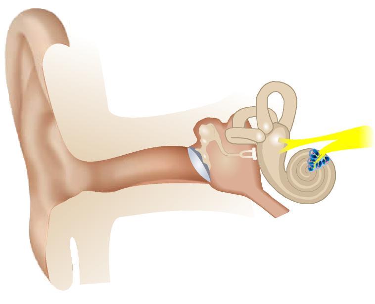 (a) Peripheral auditory system. (b) Frequency-to-place mapping of the cochlea. Figure 1: (a) The ear is divided into an outer, middle, and inner ear. The cochlea is located in the inner ear.
